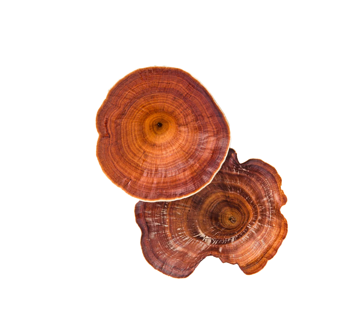 cutout image of red reishi mushroom – top view.